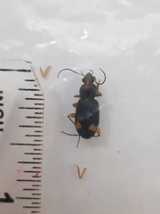 Chlaenius bioculatus