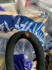 Coccinella septempunctata