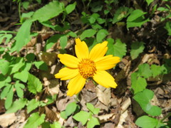Coreopsis auriculata