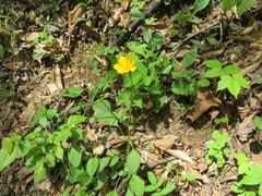 Coreopsis auriculata