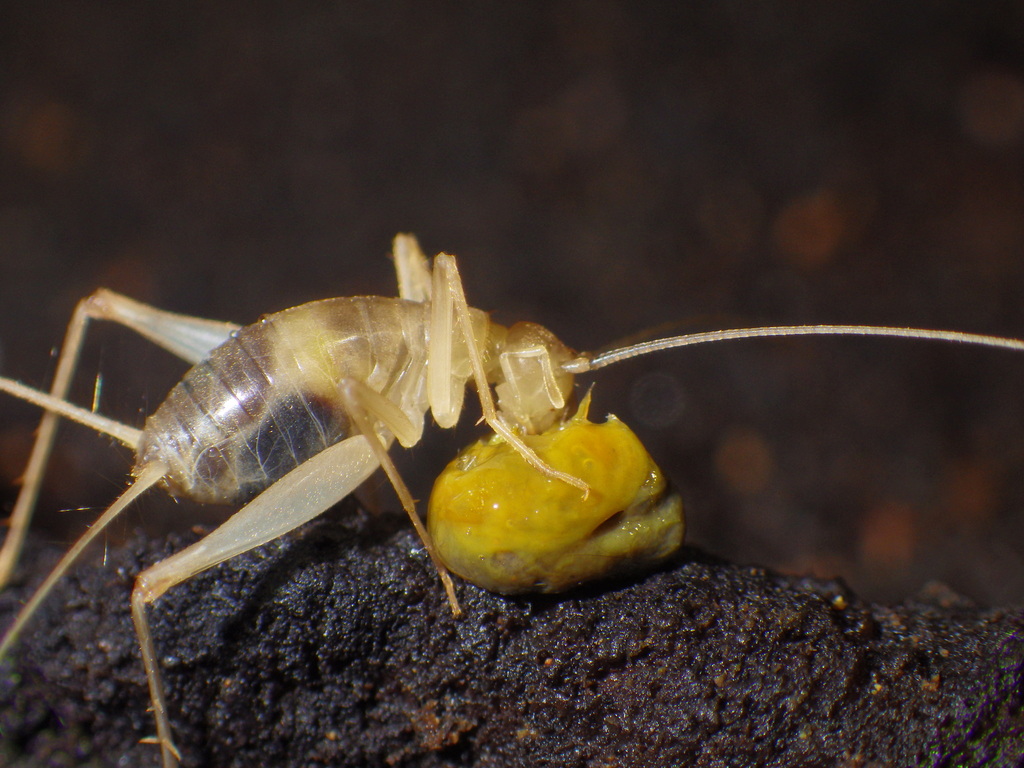 Endecous troglobius
