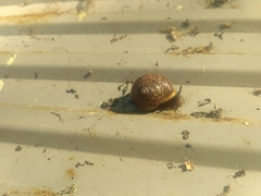 Arianta arbustorum