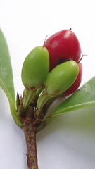Erythroxylum mikanii