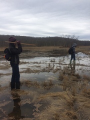 Plegadis falcinellus