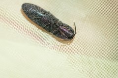 Lacon punctatus