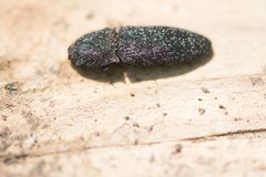 Lacon punctatus