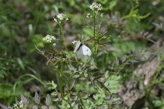 Anthocharis scolymus