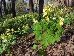 Corydalis bracteata
