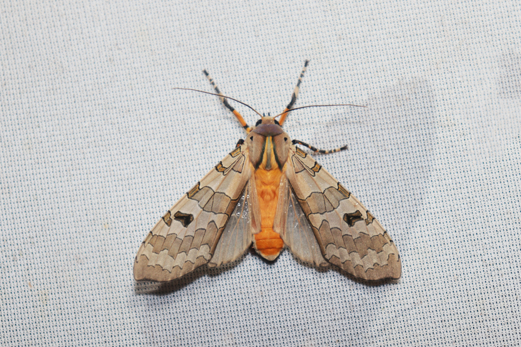 Halysidota ata
