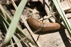 Milacidae