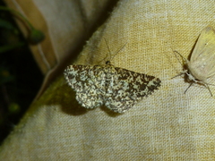 Heliomata glarearia