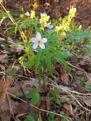 Anemonoides caerulea