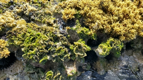 Microdictyon setchellianum observed 2024-05-05