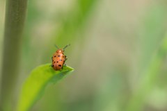 Crioceris duodecimpunctata