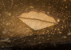 Eublemma perversicolor