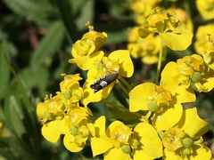 Grapholita compositella