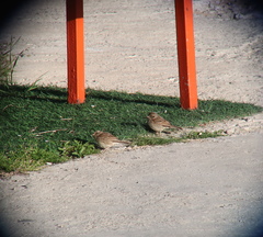 Emberiza spodocephala