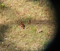 Emberiza