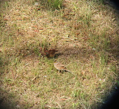 Emberiza