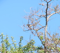 Agropsar philippensis