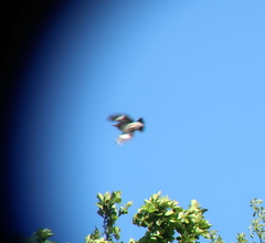 Agropsar philippensis