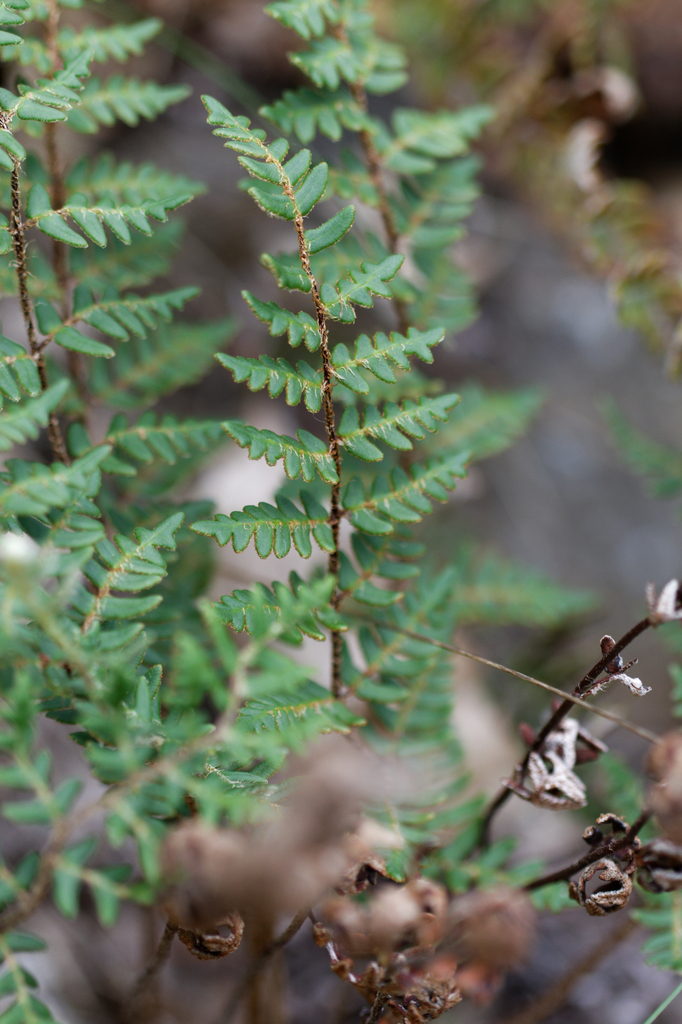 Paragymnopteris marantae