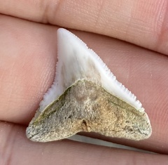 Bull Shark photo 5