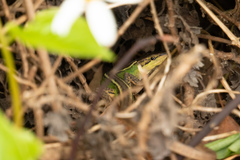 Takydromus septentrionalis