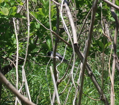 Pericrocotus divaricatus