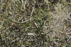 Periploca laevigata angustifolia