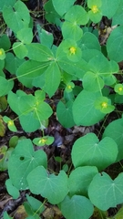 Euphorbia squamosa