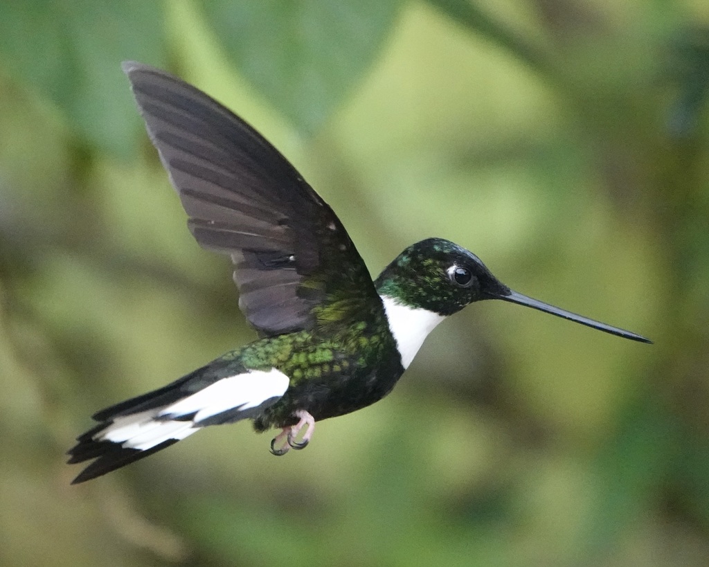 Collared Inca photo