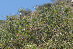 Periploca laevigata angustifolia
