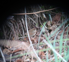 Urosphena squameiceps