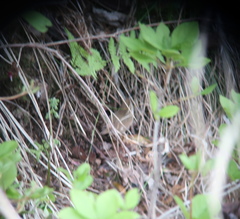 Urosphena squameiceps