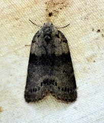 Polygrammate cadburyi