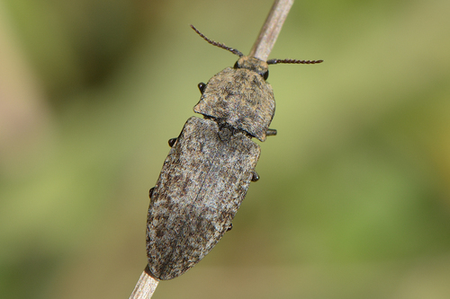 Kanapėtasis spragšis nuotrauka