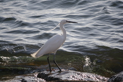 Egretta garzetta