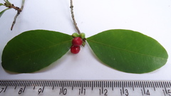 Erythroxylum mikanii