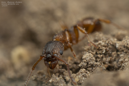 Myrmica lonaeMyrmica lonae