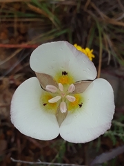 Calochortus dunnii
