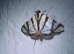 Conchylodes nolckenialis