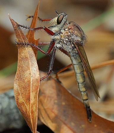Long-winged Marauder