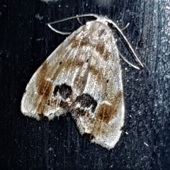 Holocryptis phasianura