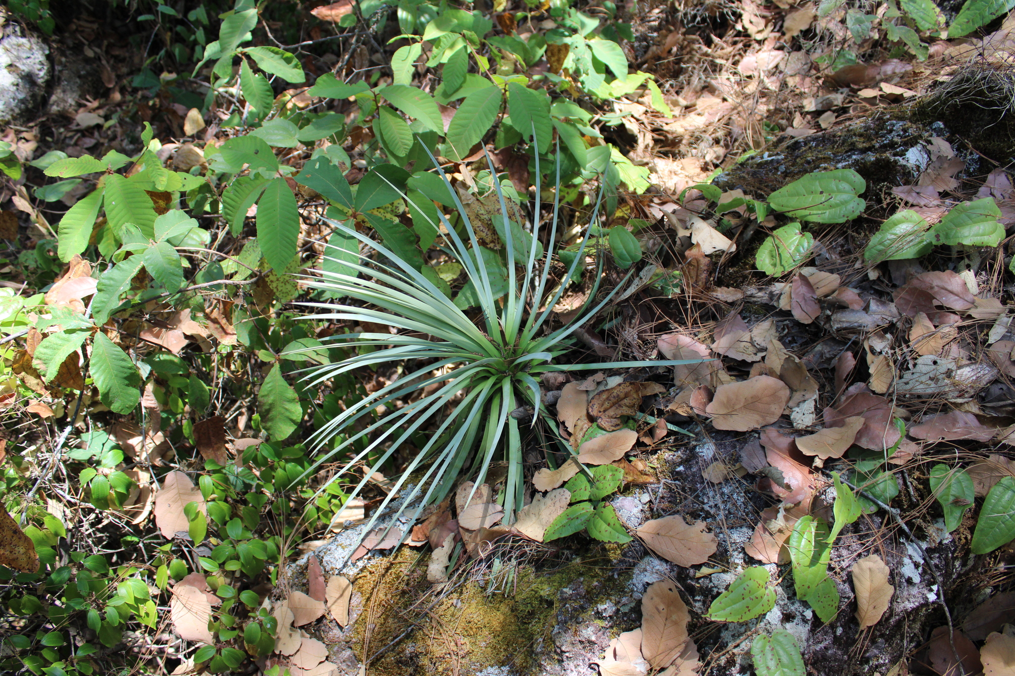 Agave rzedowskiana P.Carrillo, Vega & R.Delgad.
