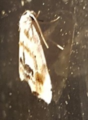 Holocryptis phasianura