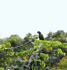 Deroptyus accipitrinus