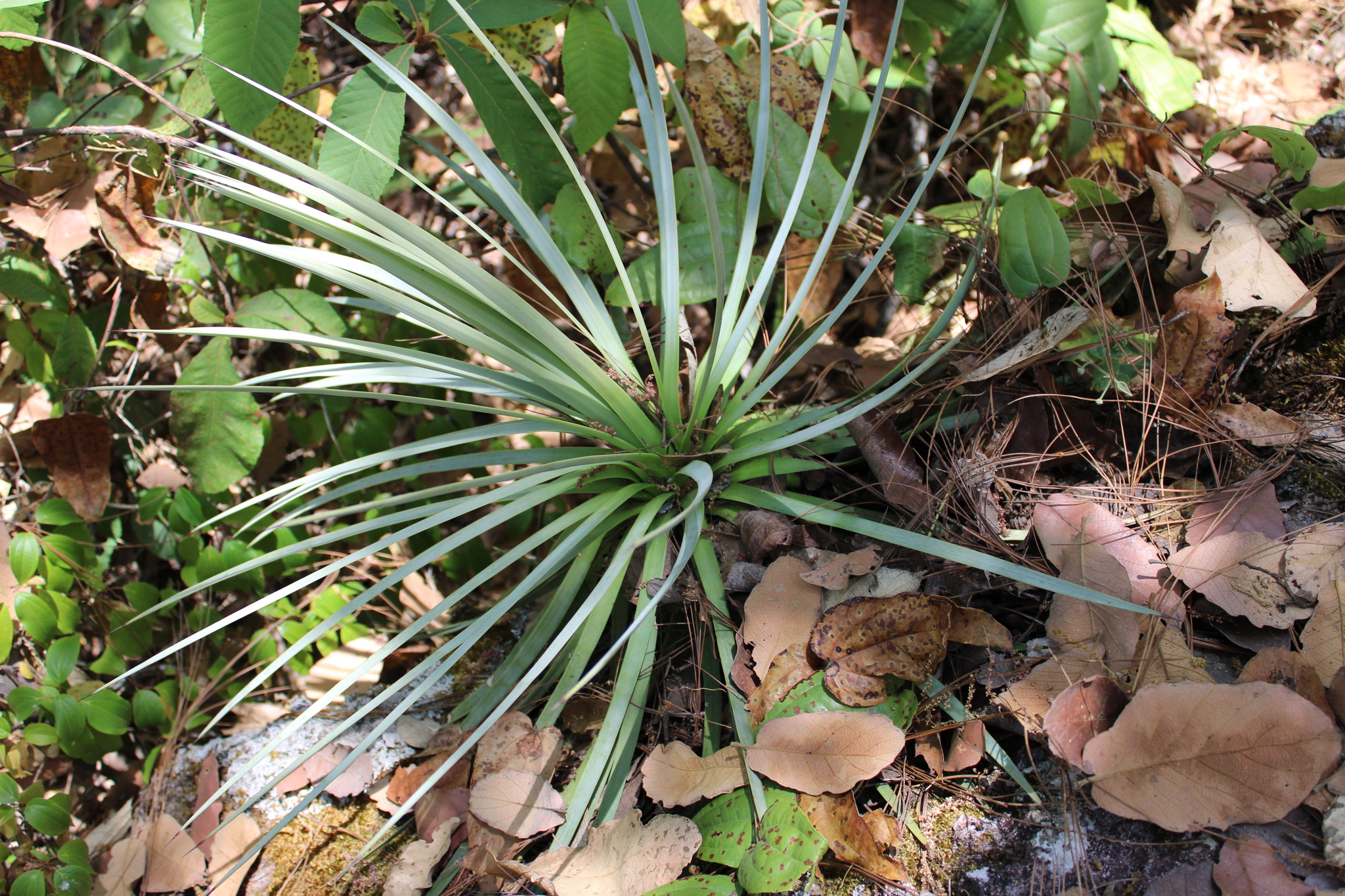 Agave rzedowskiana P.Carrillo, Vega & R.Delgad. 2