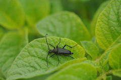 Cribroleptura otini