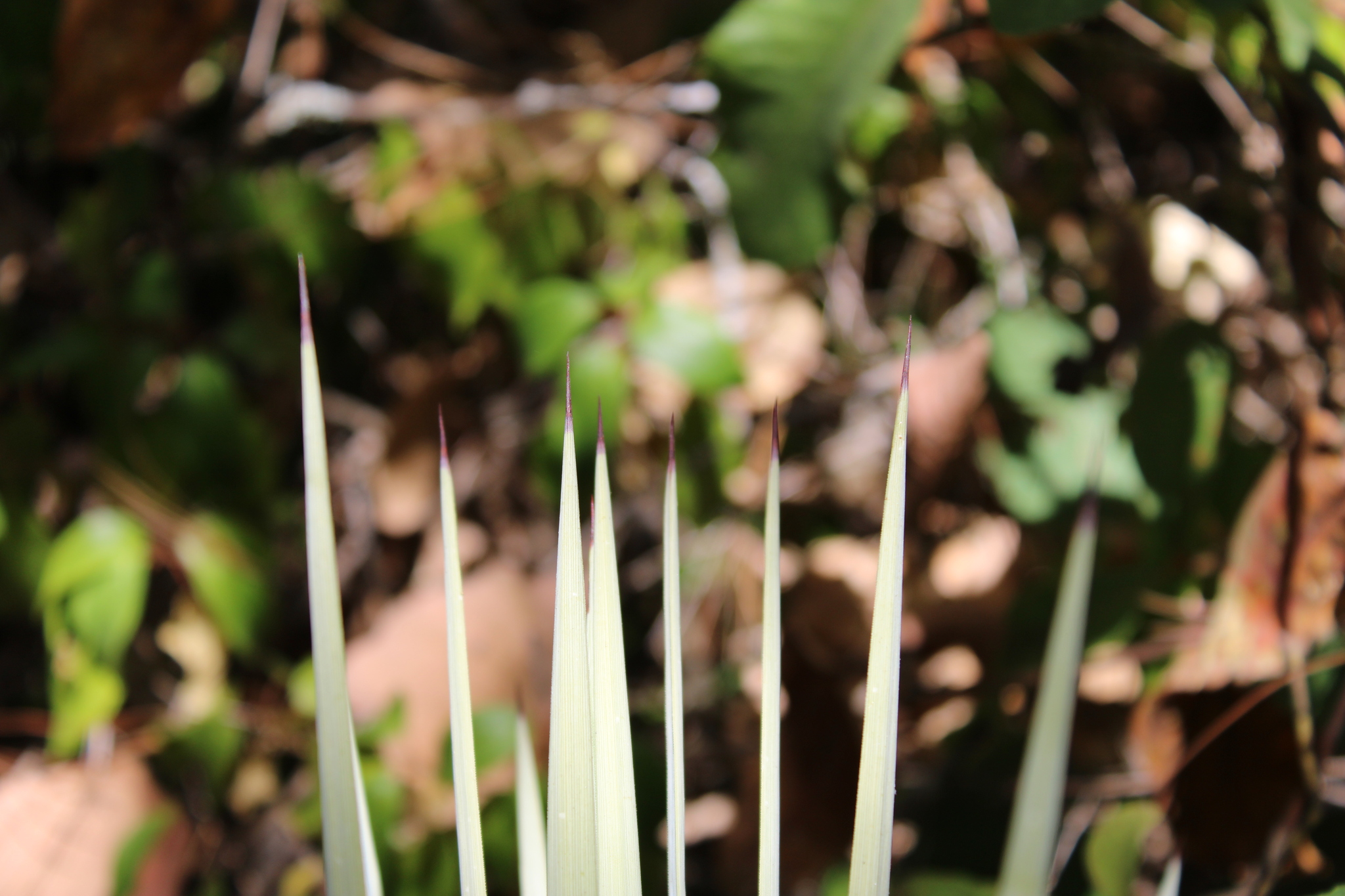 Agave rzedowskiana P.Carrillo, Vega & R.Delgad. 3